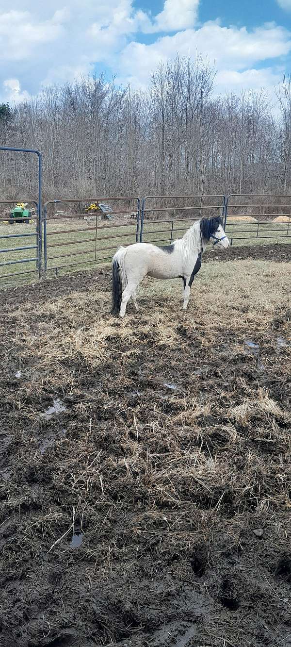 cutting-bred-shetland-pony