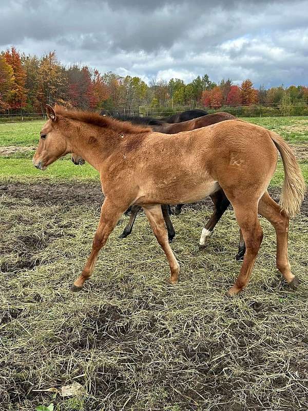 tank-paint-horse