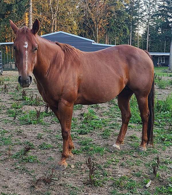 14-hand-quarter-horse