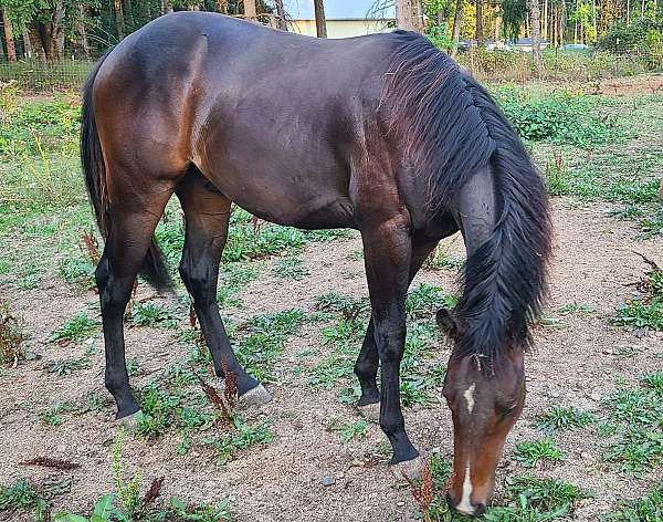 14-hand-quarter-horse-gelding