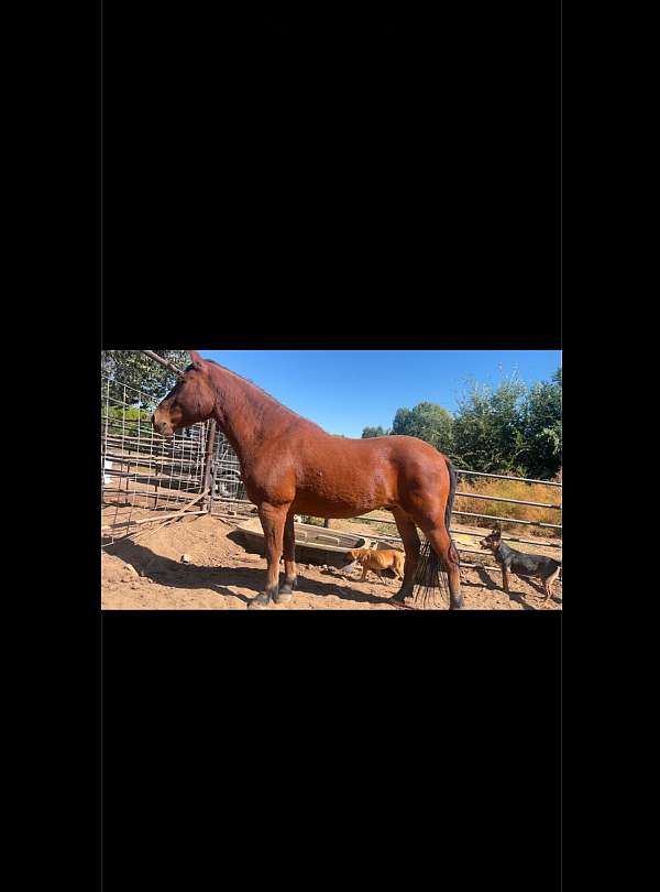 bay-mustang-gelding