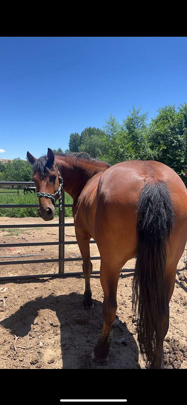 bay-gelding-for-sale