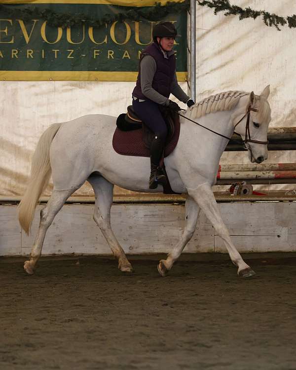 kwpn-canadian-mare-foal