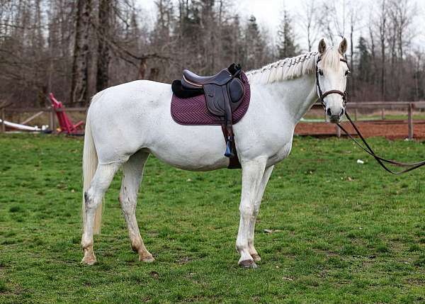 canadian-mare-foal