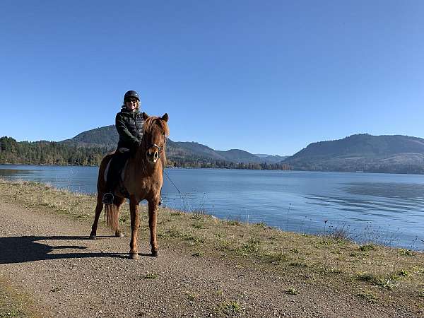 all-around-icelandic-horse