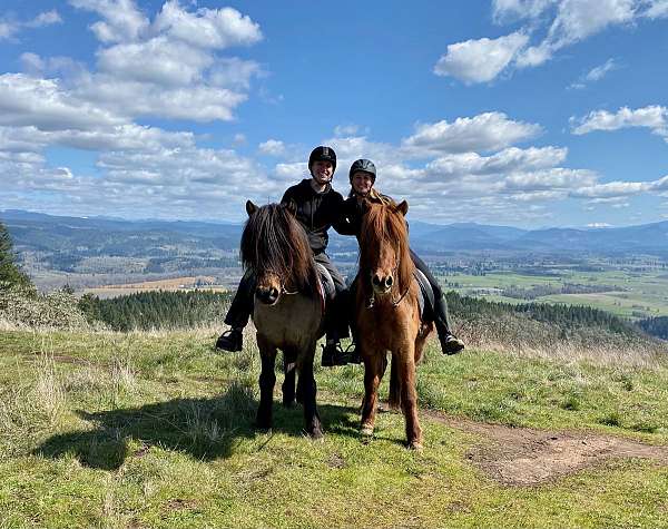 endurance-icelandic-horse