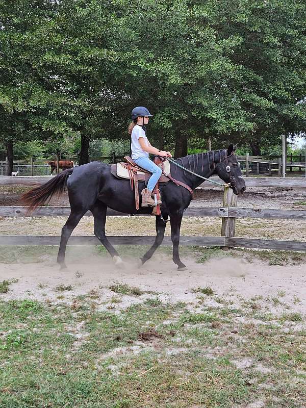 barrel-trail-riding-quarter-horse