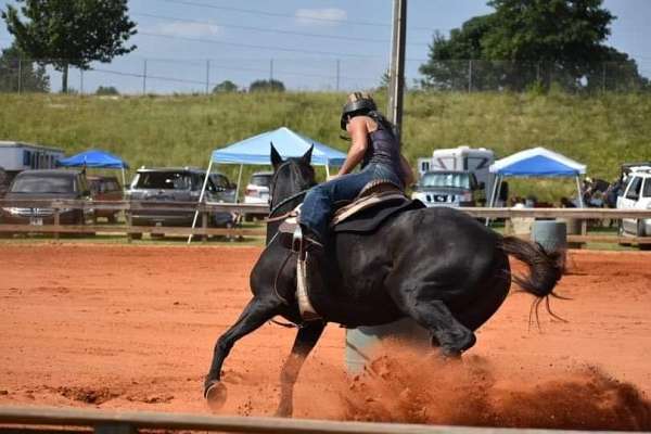 black-barrel-trail-riding-horse