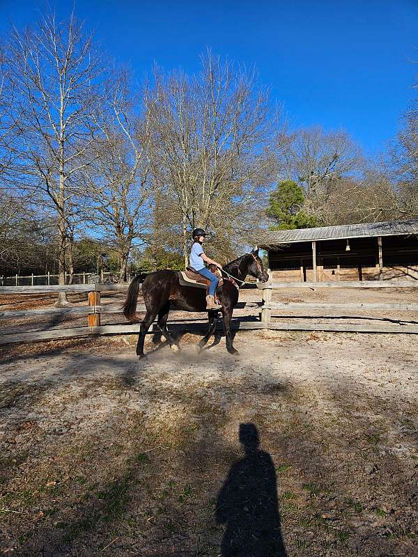 barrel-trail-riding-mare