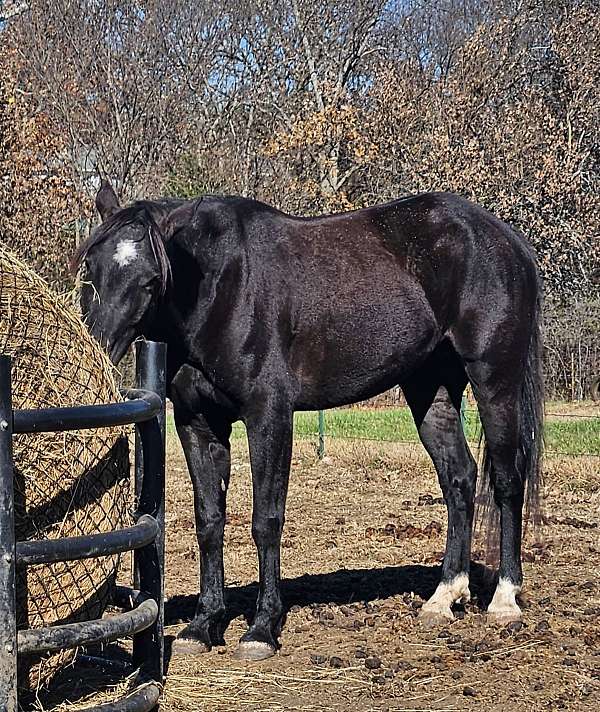 recipient-quarter-horse