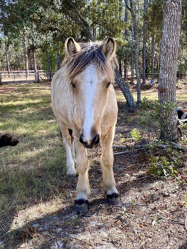 buckskin-clydesdale-colt-stallion