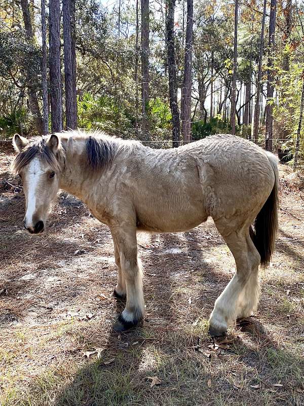 buckskin-drum-colt-stallion