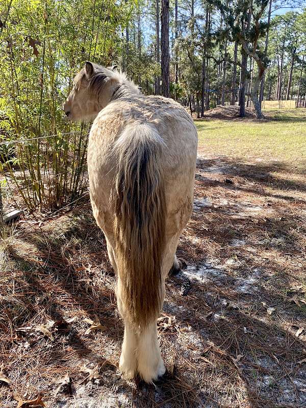 buckskin-haflinger-colt-stallion