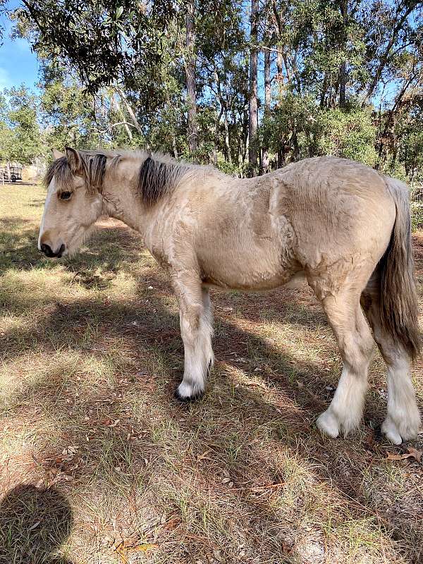 buckskin-haflinger-for-sale