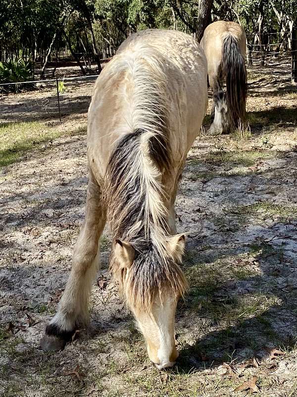 buckskin-haflinger-horse