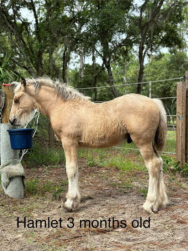 built-draft-horse