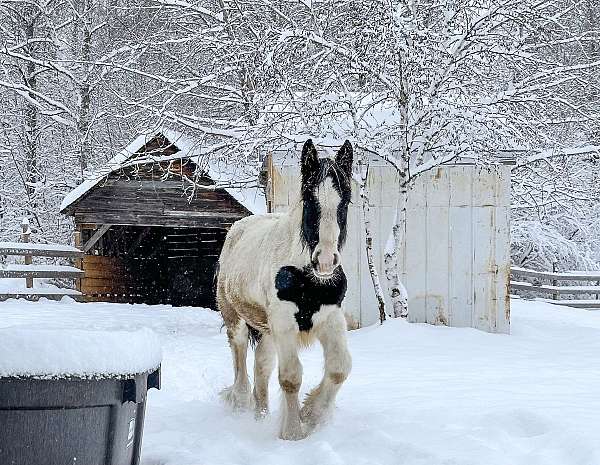 gypsy-vanner-horse