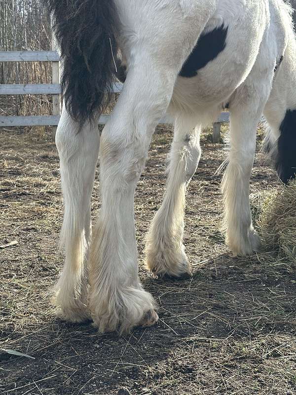 colt-gypsy-vanner-horse