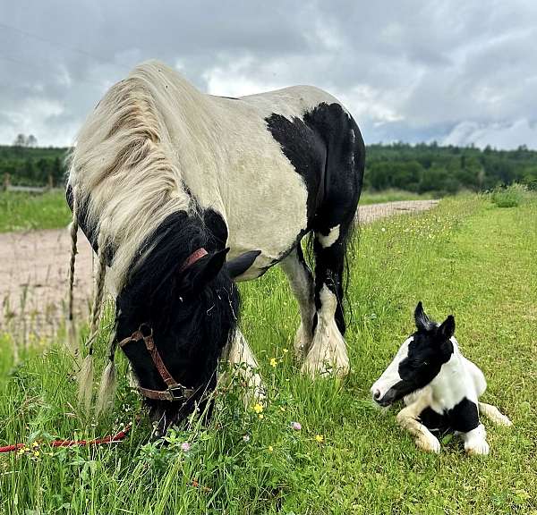 foal-gypsy-vanner-horse