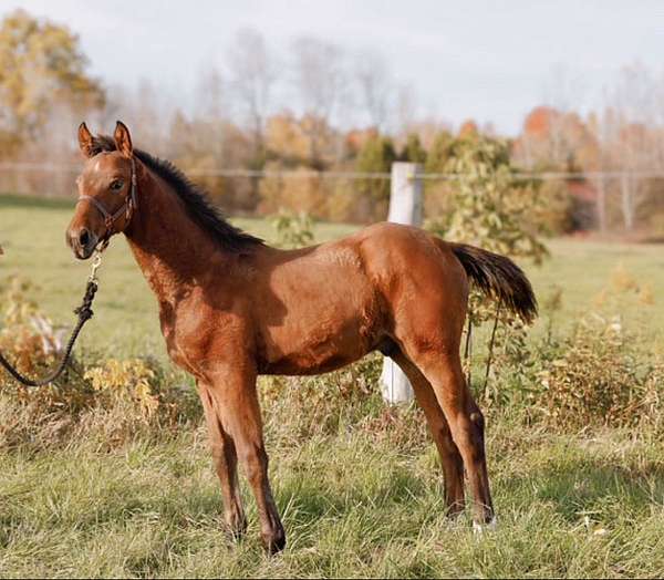 bred-mare-hanoverian-horse