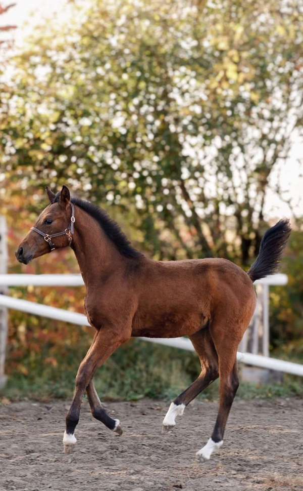 hus-hanoverian-horse