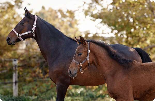 long-neck-hanoverian-horse