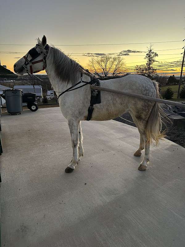 dappled-pony