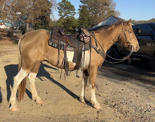 rodeo-spotted-saddle-horse