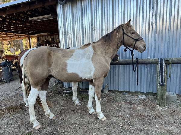 champagne-saddle-seat-horse