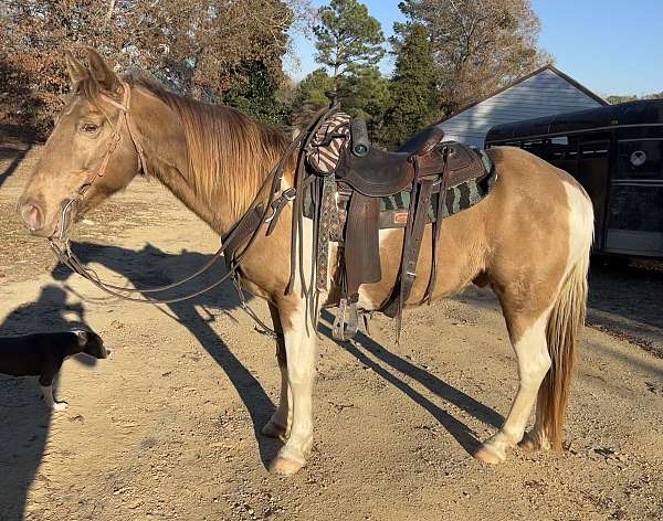 champagne-sidesaddle-horse