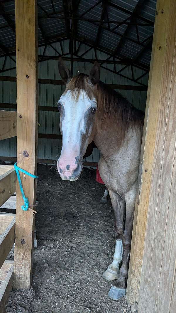 stonewall-tennessee-walking-horse