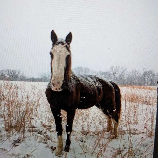 pasture-buddy-gelding