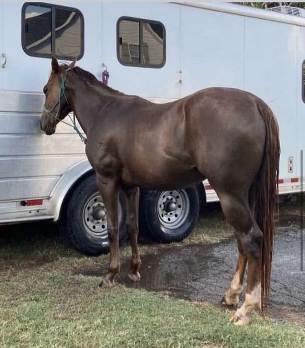 barrel-quarter-horse