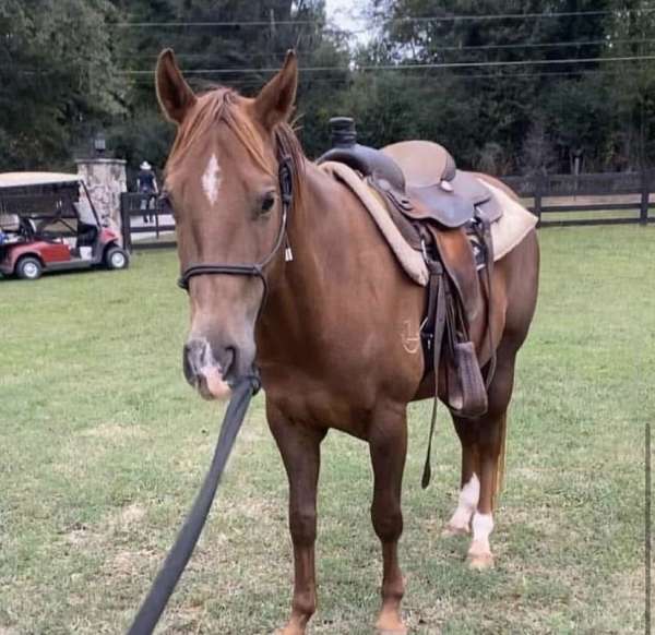 barrel-racing-quarter-horse