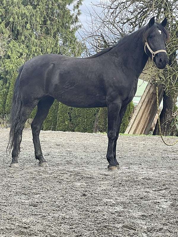 lusitano-horse-for-sale