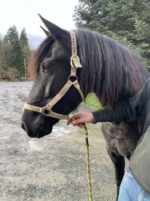 lusitano-horse