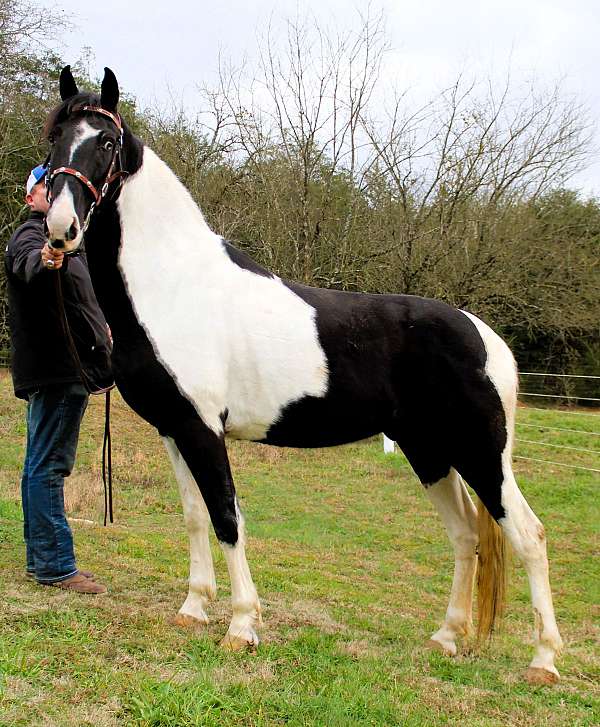 excellent-trail-spotted-saddle-horse