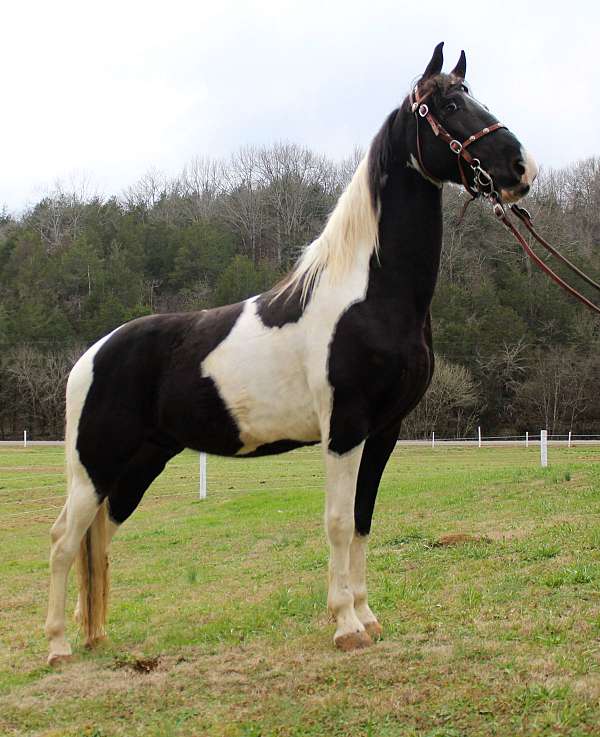 excellent-trail-horse-spotted-saddle