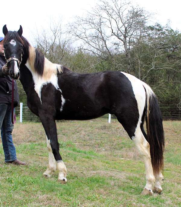 rocky-mountain-colt-spotted-saddle-horse