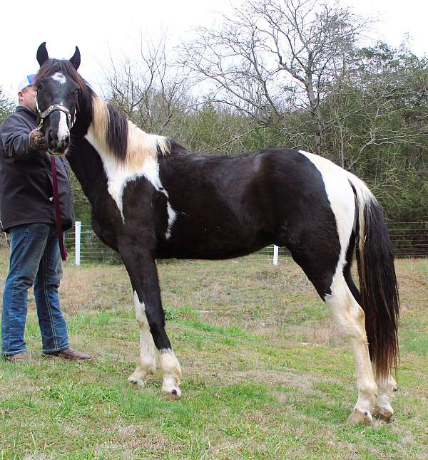 field-trial-horse-spotted-saddle