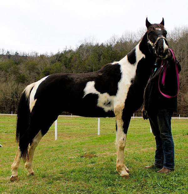 spotrt-horse-spotted-saddle