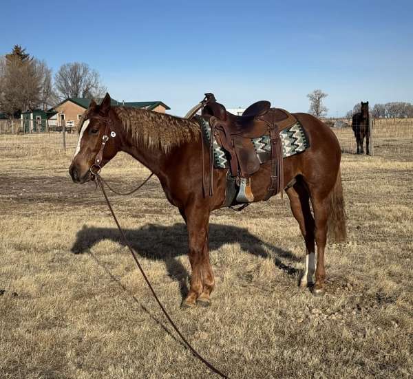 sorrel-quarter-horse-gelding