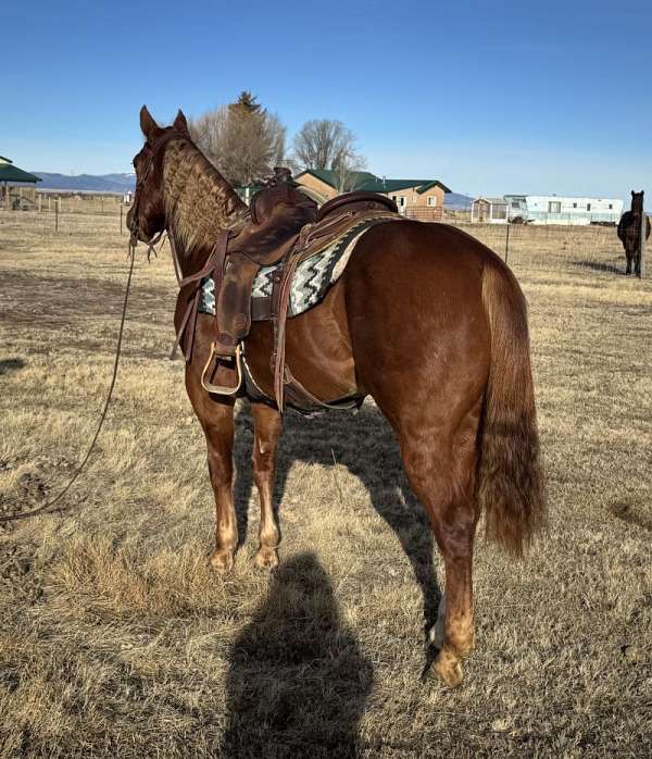 sorrel-gelding-for-sale