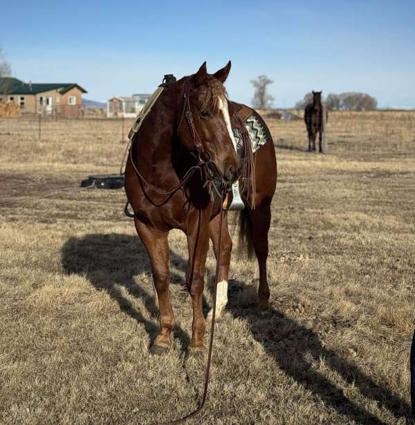 14-hand-quarter-horse-gelding