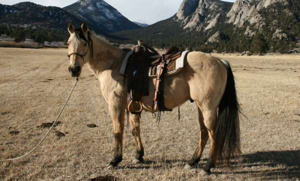 pack-ranch-work-quarter-horse