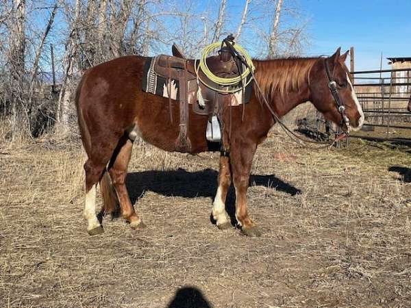 ranch-work-trail-riding-quarter-horse