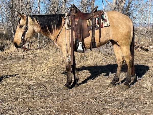 buckskin-white-quarter-horse-gelding