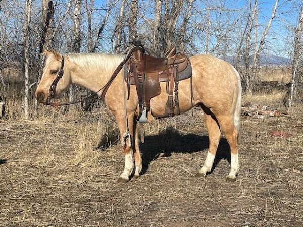 team-roping-trail-riding-quarter-horse