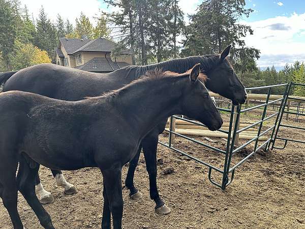 dressage-knabstrupper-warmblood-horse