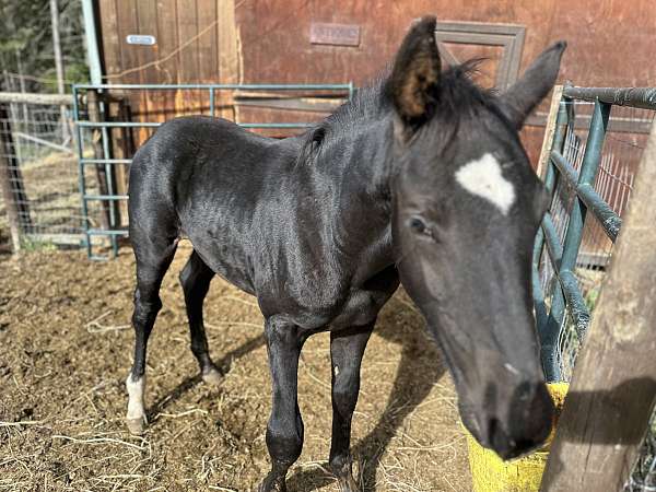 stallion-knabstrupper-warmblood-horse